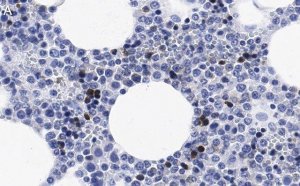 Anti-CD11b Antibody, clone 2G13 ZooMAb Rabbit Monoclonal 