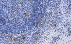 Anti-CD11c Antibody, clone 1D6 ZooMAb Rabbit Monoclonal 