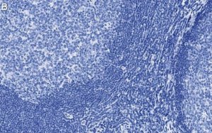 Anti-CD11c Antibody, clone 1D6 ZooMAb Rabbit Monoclonal 