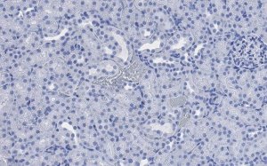 Anti-CD133 (Prominin-1) Antibody, clone 2F8, ZooMAb Rabbit Monoclonal 