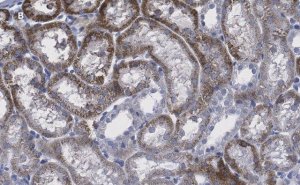Anti-CD133 (Prominin-1) Antibody, clone 2F8, ZooMAb Rabbit Monoclonal 