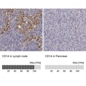 Anti-CD14 antibody produced in rabbit 