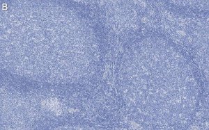 Anti-CD14 Antibody, clone 1B4 ZooMAb Rabbit Monoclonal 