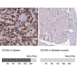 Anti-CD163 antibody produced in rabbit 