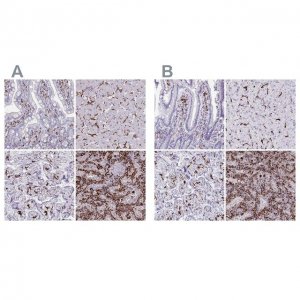 Anti-CD163 antibody produced in rabbit 
