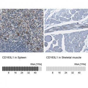 Anti-CD163L1 antibody produced in rabbit 