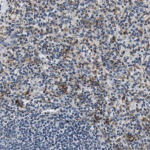 Anti-CD163L1 antibody produced in rabbit 
