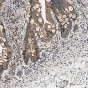 Anti-CD164 antibody produced in rabbit 