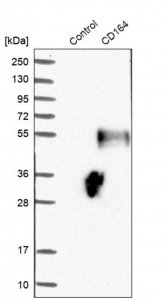 Anti-CD164 antibody produced in rabbit 