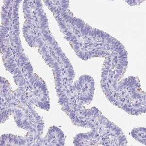 Anti-CD164L2 antibody produced in rabbit 