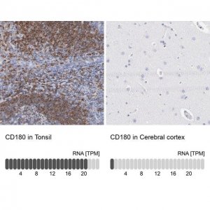 Anti-CD180 antibody produced in rabbit 