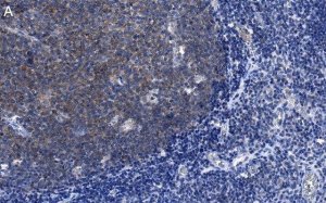 Anti-CD19 Antibody, clone 3E7 ZooMAb Rabbit Monoclonal 