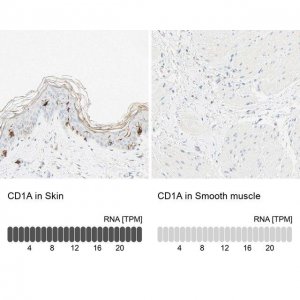 Anti-CD1A antibody produced in rabbit 