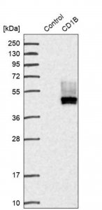 Anti-CD1B antibody produced in rabbit HPA021824-100UL