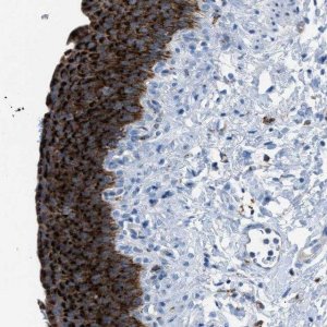Anti-CD1B antibody produced in rabbit HPA021824-100UL