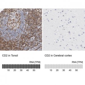 Anti-CD2 antibody produced in rabbit HPA003883-100UL