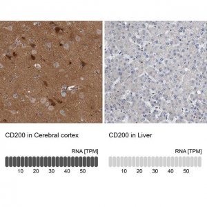 Anti-CD200 antibody produced in rabbit 
