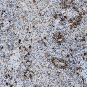 Anti-CD226 antibody produced in rabbit 