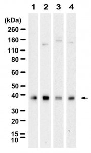 Anti-CD24 Antibody, clone 3N22 ZooMAb Rabbit Monoclonal 
