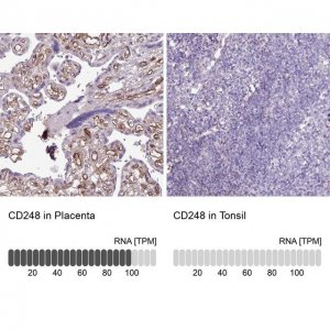 Anti-CD248 antibody produced in rabbit 
