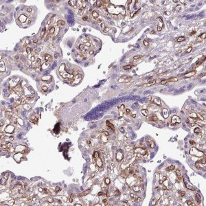 Anti-CD248 antibody produced in rabbit 
