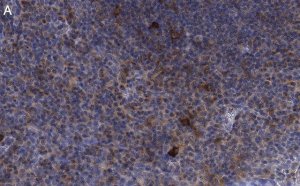 Anti-CD25 (IL2-RA) Antibody, clone 1K6 ZooMAb Rabbit Monoclonal 