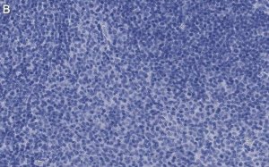 Anti-CD25 (IL2-RA) Antibody, clone 1K6 ZooMAb Rabbit Monoclonal 