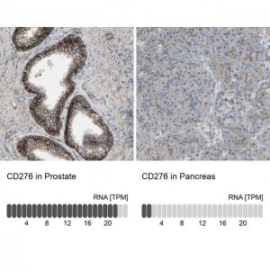Anti-CD276 antibody produced in rabbit 