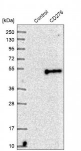 Anti-CD276 antibody produced in rabbit 