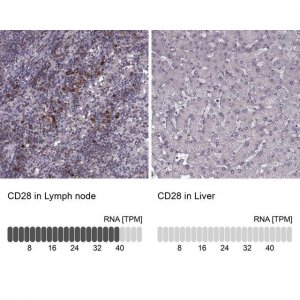 Anti-CD28 antibody produced in rabbit 