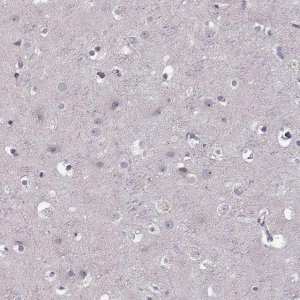 Anti-CD28 antibody produced in rabbit 