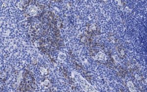 Anti-CD28 Antibody, clone 2N15 ZooMAb Rabbit Monoclonal 