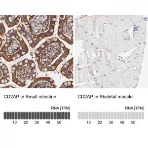 Anti-CD2AP antibody produced in rabbit 