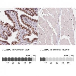 Anti-CD2BP2 antibody produced in rabbit 