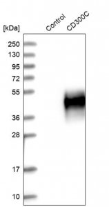 Anti-CD300C antibody produced in rabbit 