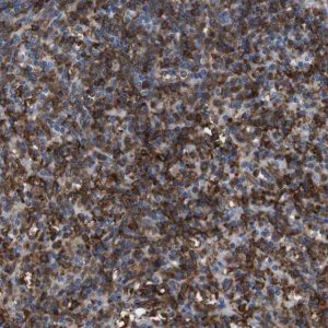 Anti-CD300C antibody produced in rabbit 