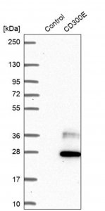 Anti-CD300E antibody produced in rabbit 