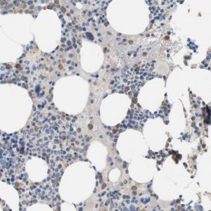 Anti-CD300E antibody produced in rabbit 