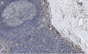 Anti-CD31 Antibody, clone 4E20 , ZooMAb Rabbit Monoclonal 