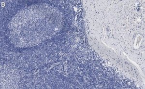 Anti-CD31 Antibody, clone 4E20 , ZooMAb Rabbit Monoclonal 