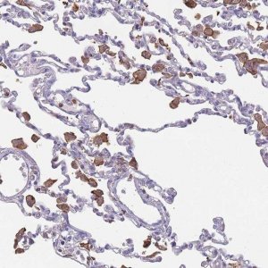 Anti-CD33 antibody produced in rabbit 