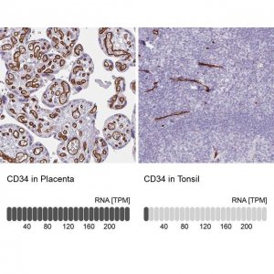 Anti-CD34 antibody produced in rabbit 