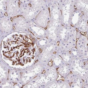 Anti-CD34 antibody produced in rabbit 