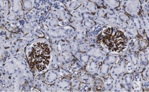 Anti-CD34 Antibody, clone 5C15 , ZooMAb Rabbit Monoclonal 