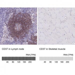 Anti-CD37 antibody produced in rabbit 