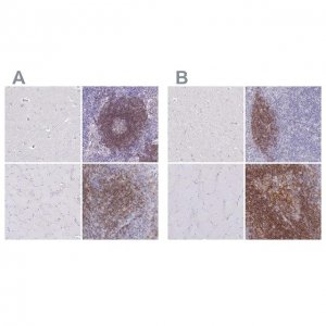Anti-CD37 antibody produced in rabbit 