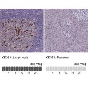 Anti-CD38 antibody produced in rabbit 