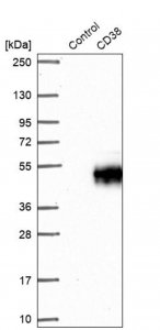 Anti-CD38 antibody produced in rabbit 