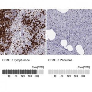 Anti-CD3E antibody produced in rabbit 