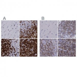 Anti-CD3E antibody produced in rabbit 